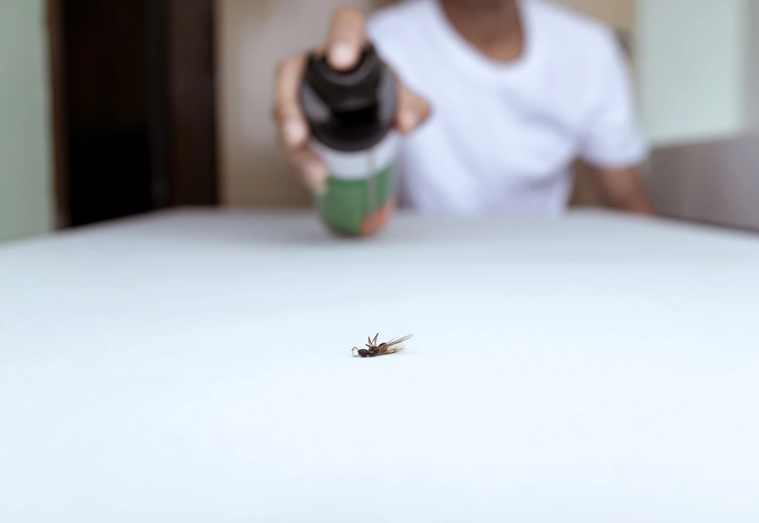 Close up view. People killing bug with spraying of insecticide spray can. The flying ant died on white floor.