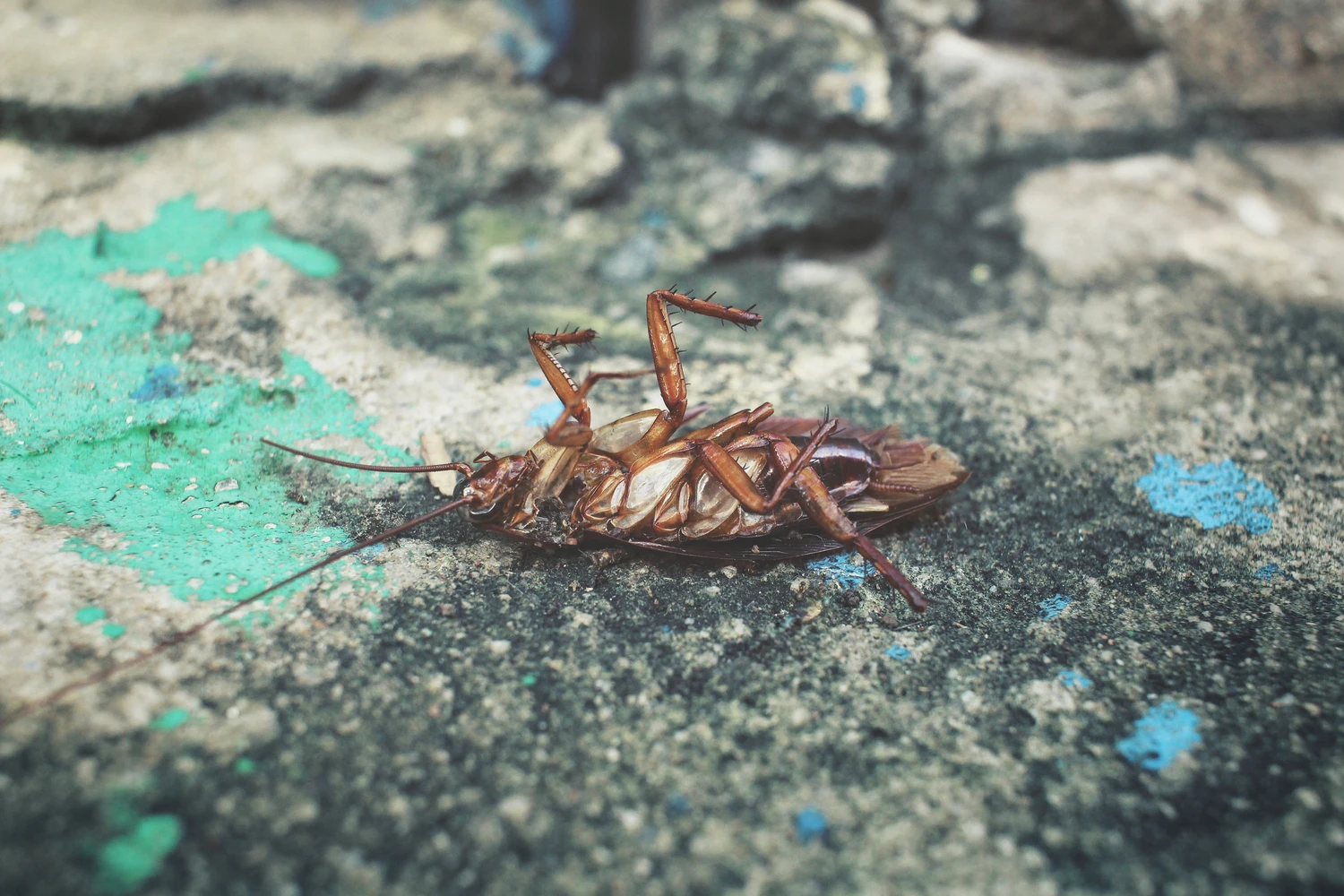 Cockroach