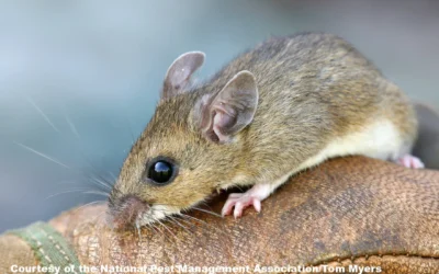 Hantavirus: What You Need to Know and How to Protect Yourself