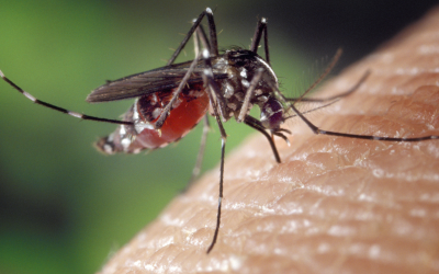 Peak Mosquito Season Is Here: What Charlottesville Homeowners Need to Know