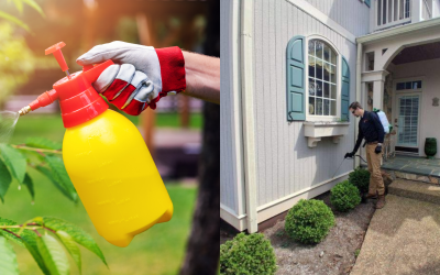 DIY vs. Professional Pest Control: Why An Off-the-Shelf Spray Isn’t Working