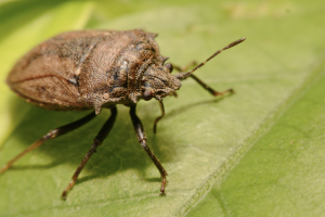 stinkbug sitting on a leaf
