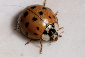 asian lady beetle with orange body and black spots