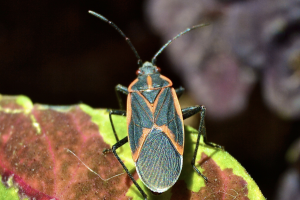 boxelder bug