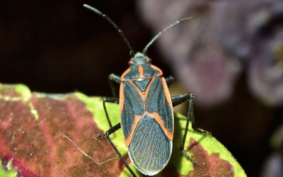 What Are Overwintering Pests?