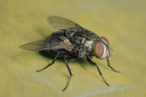 cluster fly