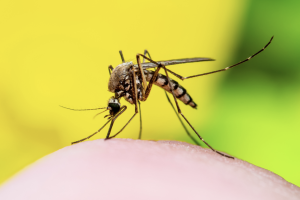 mosquito