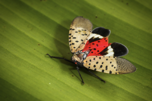 spotted lanternfly